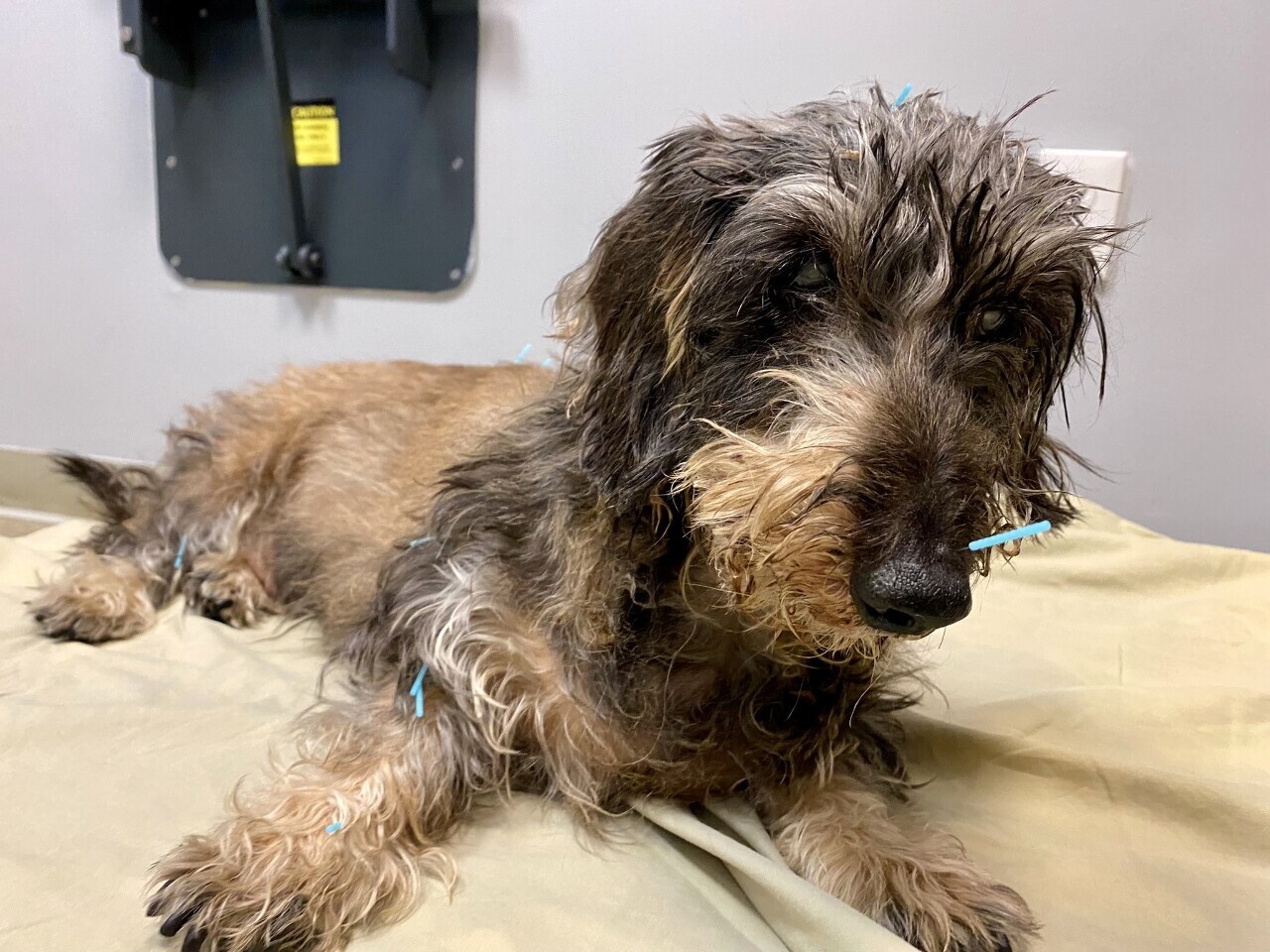 Veterinary acupuncture: Isang lumalawak na paraan ng paggamot para sa mga alagang hayop sa Taiwan