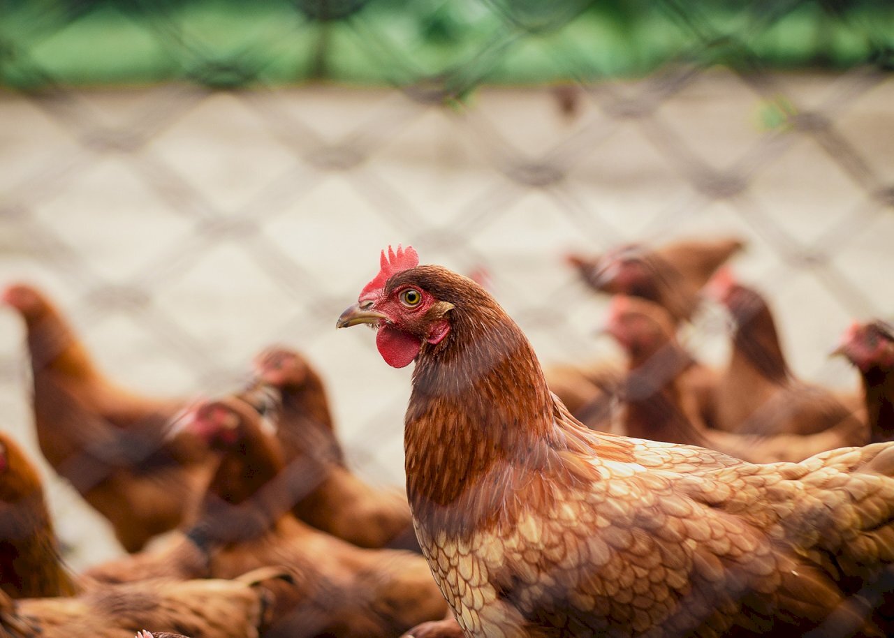 H5N1 Virus Patuloy na Nagmu-mutate, Mas Mataas na Pag-iingat Hinihiling ng mga Eksperto upang Maiwasan ang Pandemya